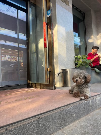 A small, gray, poodle-mix dog sits on a reddish-brown doormat in front of a store entrance. The dog is facing left with its head tilted slightly. Behind the dog and to the right, a woman wearing a red shirt and a black cap is seated on a bench, appearing to be engaged in a task. A large, silver metal trash can with a black lid and a tether is positioned to the left of the dog. The store entrance features glass doors and a golden metal frame. A red banner with Chinese characters hangs vertically from the door frame. Inside the store, a display of food items is visible through a screened door. The environment appears to be an outdoor urban setting, possibly on a sidewalk or in front of a shop. Sunlight casts shadows across the doormat and the pavement. The building facade is made of light-colored marble-like tiles. The location is identified as 幸福乡, China.