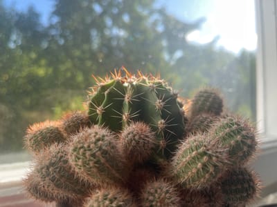 A close-up, low-angle shot captures a cluster of green cacti with sharp, reddish-brown spines, positioned indoors in front of a window. The background is out of focus, showing a soft-focus view of trees and sky, suggesting an outdoor scene viewed from within. The lighting suggests it is daytime, with sunlight illuminating the cacti and creating a bright glare on the window. The overall impression is one of a domestic setting where a potted plant is receiving natural light. The location is not specified in the image.