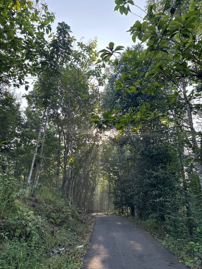 The image depicts a paved road winding through a lush, dense forest. Sunlight filters through the thick canopy of trees, casting dappled shadows on the road and creating shafts of light. The road appears to be a local thoroughfare, with no visible traffic or pedestrians. The foliage is predominantly green, with a mix of broadleaf trees and smaller undergrowth. The terrain slopes upwards on the left side of the road, covered in dense vegetation. The overall atmosphere is serene and natural, suggesting a remote or rural location. The image's metadata does not contain information regarding its specific location within Alian, Indonesia.