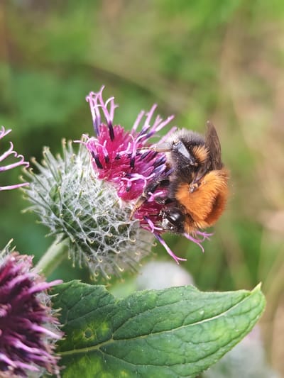 A close-up, eye-level, vertical shot captures a bumblebee actively foraging on a vibrant pink thistle flower in an outdoor natural setting. The bumblebee, a plump insect with black and orange fur, is positioned on the flower's petals, its head buried in the bloom. Its wings are partially visible, appearing dark and delicate. The thistle flower is characterized by its spiky green base and radiating pink petals. In the foreground, a large, green leaf with visible veins and a small hole is prominent. The background is softly blurred, with shades of green and brown suggesting foliage and soil, indicating a natural environment possibly within the rural locality of Ичетовкины, Russia. The lighting appears to be natural daylight, creating a well-illuminated scene with subtle shadows.