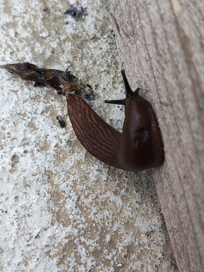 A close-up shot shows a brown slug with textured skin crawling on a textured surface. The slug is positioned diagonally from the bottom left to the top right of the frame, with its body curving towards a wooden plank on the right. The slug's head is slightly raised, and it has two dark tentacles pointing upwards. The surface beneath the slug appears to be concrete with patches of white and brown. To the left of the slug, a piece of dark, dried organic material, possibly a leaf or twig, is visible. The lighting suggests it could be daytime, and there are no discernible weather cues or text in the image. The setting appears to be outdoors, given the materials and the presence of organic debris.