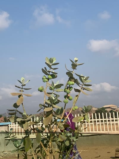The image portrays an outdoor scene in Abobo, Nigeria, under a clear blue sky with sparse white clouds. In the foreground, a prominent *Calotropis procera* (Sodom apple) plant stands, featuring multiple thick stems, light green-grey ovate leaves, and numerous spherical light green fruits. The immediate ground is earthen, appearing reddish-brown. Partially obscured behind the plant, a person is visible from the upper torso downwards, draped in purple fabric with a patterned design, facing away from the viewer. A white vertical slat fence extends horizontally across the midground. In the background, a light blue building with white trim is visible to the left, and another building with a light brown roof is situated on a distant hill to the right. Elevated terrain is discernible in the far background.