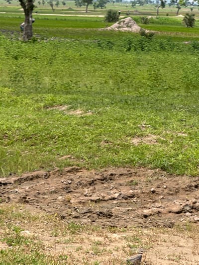 The image depicts an outdoor scene in Garin Dogo, Nigeria, characterized by a juxtaposition of lush green grassland and a muddy, tilled field. The grassland occupies the majority of the frame, appearing vibrant and well-watered, suggesting recent rainfall or a fertile environment. The muddy area, located to the right of the grassland, shows signs of agricultural activity, with visible furrows and disturbed earth, indicating it has been recently cultivated or plowed.

A distinctive triangular-shaped object, possibly a small shelter or hut constructed from earth or mud, is visible on the edge between the grassland and the tilled field. Its unique shape and texture suggest it is made from local materials. Trees are sparsely scattered throughout the scene, with one prominent tree trunk visible in the lower left corner, its branches reaching upwards, partially obscuring the view. The lighting suggests it is daytime, likely with bright sunlight given the clarity of the image, though no specific time of day can be precisely determined. The overall impression is one of a rural landscape, potentially a farm or a village periphery, where agricultural work is carried out. There is no visible text in the image.