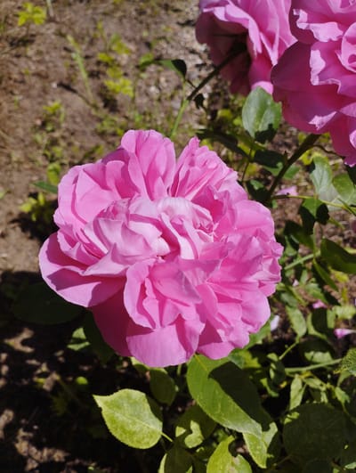 A close-up, eye-level shot features a vibrant pink rose in full bloom, dominating the foreground. Its petals are tightly packed and ruffled, creating a soft, layered texture. The rose is illuminated by bright sunlight, casting subtle shadows within its folds. To the right and slightly behind, another pink rose is partially visible, also in bloom. Green leaves with visible veins surround the roses, some catching the sunlight. The background consists of dry, brown soil interspersed with small, green plants, suggesting an outdoor garden setting. The overall impression is one of natural beauty, with the rose being the primary focus against a somewhat parched ground.