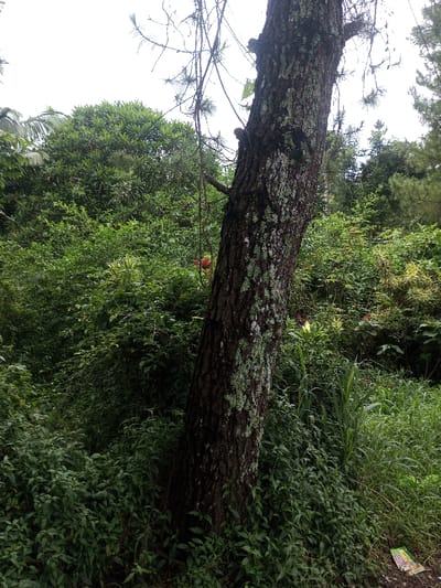 The scene depicts a densely vegetated outdoor environment situated within Hasanparthy mandal, India, under diffused lighting conditions. A large tree trunk, positioned off-center to the right, is prominent in the foreground. Its dark, deeply fissured bark is extensively covered with patches of light green lichen. Sparse, thin branches, possibly pine needles, extend into the upper frame. The foreground and midground are characterized by a thick growth of varied green plants, including low-lying ground cover and taller herbaceous vegetation.

Within the midground foliage, to the left of the main tree trunk, a small, indistinct red object is partially visible. Further to the right of the tree, a small, bright yellowish-white object is discernible amidst the green growth. The background consists of a dense, multi-layered canopy of various green trees and shrubs. Near the bottom-right corner of the frame, a single piece of multi-colored litter, consistent with a plastic wrapper, rests on partially exposed soil amongst sparse vegetation. No human or animal subjects are present, and no discernible actions or interactions are depicted.