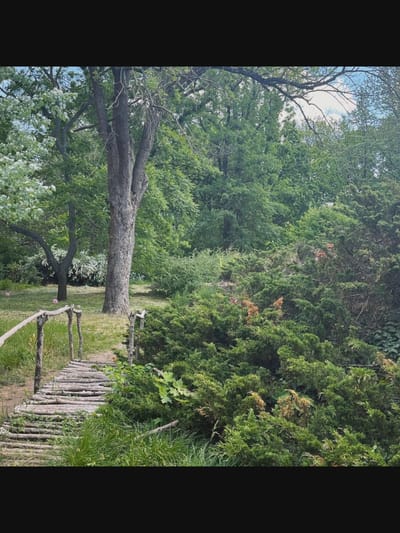 The image depicts a rustic wooden bridge crossing over lush green vegetation in a naturalistic park setting. The bridge, constructed from rough-hewn logs, spans from the lower left foreground towards the mid-ground. The surrounding environment is dense with trees and shrubs, creating a sense of natural beauty. In the background, the sky is visible with scattered clouds, suggesting daytime. There are no people visible in the image, and no specific objects or actions are evident beyond the static elements of the landscape. The scene appears to be in Saint-Août, France, implying a park or garden within that locale.
