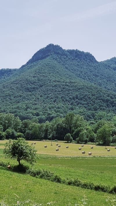 The image depicts a pastoral landscape with a prominent, tree-covered mountain dominating the background. In the foreground, a lush green field stretches out, dotted with several round hay bales. A single, mature tree stands in the left-middle ground, casting a shadow on the grass. Beyond the field, a line of deciduous trees forms a dense border, separating the open field from the base of the mountain. The sky above is a pale, clear blue with a few faint wisps of clouds. The overall scene suggests a rural setting in the municipality of La Vall d'en Bas, Spain, characterized by agricultural land and natural topography. There are no people visible in the image.