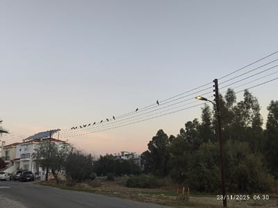 A street scene at dawn or dusk shows houses, parked cars, and trees. A utility pole stands near a wooded area. Power lines stretch across the sky, dotted with birds perched on the wires. The sky is a soft gradient of colors, suggesting either sunrise or sunset. The date and time "23/11/2025 06:30" are imprinted on the bottom right corner.