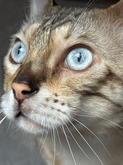 The image is a close-up of a cat's face, with a focus on its striking blue eyes and nose. The cat has light brown fur with darker tabby markings around its eyes and on its forehead. Its nose is a light pinkish-brown color, and its whiskers are long and white. The background is a soft, neutral gray, suggesting an indoor setting. There is no visible indication of the city of Gornyi Erik, Russia, in this image.