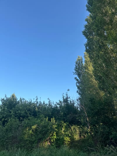 The image depicts a clear, bright blue sky framed by foliage. Green trees with dense leaves are visible at the top and right edges of the frame. The location appears to be outdoors, and based on the prompt, is in the city of Манкент, Kazakhstan. No people or specific objects are visible beyond the natural elements. No actions or interactions are discernable.