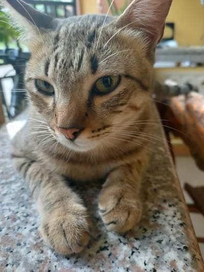 A close-up, eye-level shot captures a tabby cat lying on a speckled granite surface. The cat's face is the primary focus, with its green eyes looking slightly to the left. Its ears are alert, and its whiskers are fanned out. The cat's fur exhibits typical tabby markings of brown and black stripes. Its front paws are resting on the surface. The background is blurred, showing hints of an indoor setting with yellow walls and wooden furniture, suggesting a home environment. There are no people or animals other than the cat visible in the frame. The scene appears to be set in a domestic area in San Pascual, Philippines.