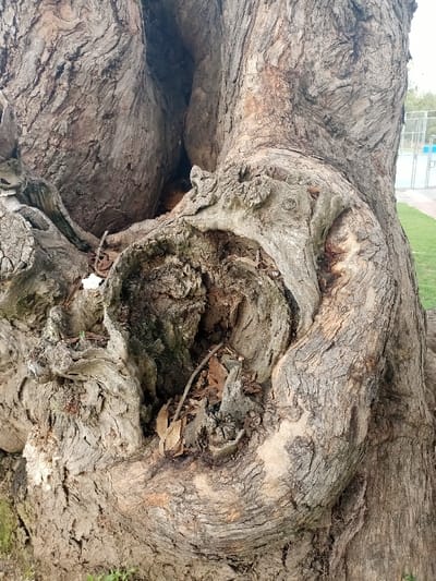 Close-up of a tree trunk featuring a large cavity filled with leaves, twigs, and debris. The bark surrounding the hole is gnarled and textured, with a prominent curve sweeping around the opening. The main trunk has a deep fissure, extending upwards. The background shows a hint of green grass, a tennis court, and possibly a building. The overall tone is earthy and natural.