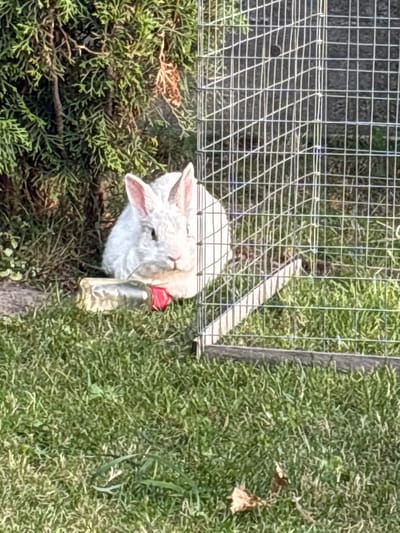 The image shows a white rabbit inside a metal cage, lying on a bed of green bushes and grass. The rabbit is looking towards the right of the frame, and a clear plastic bottle with a red cap is held near its mouth. The cage is made of wire mesh, with a wooden post visible on the right side, partially covered by grass. The background is predominantly green grass, indicating an outdoor setting. The lighting suggests it is daytime, with sunlight casting shadows. There is no visible text in the image.