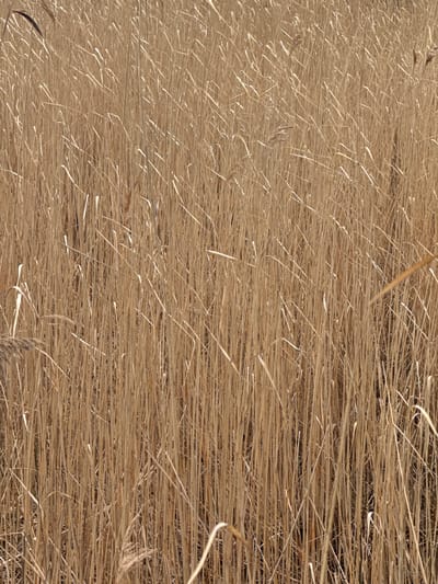 The image shows a close-up view of a field of dry, golden-brown straw. The straw is densely packed and arranged horizontally. There is no evidence to pinpoint the location to Kurchatov, Russia. There are no people, subjects, objects, actions, interactions, or environment depicted in the image, apart from the straw field.