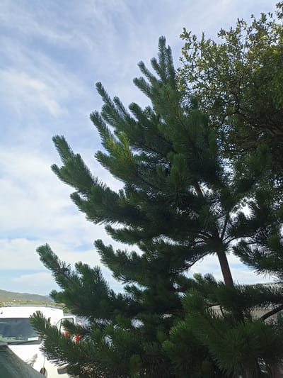 A medium shot captures a pine tree in the foreground, its green needles and branches prominently displayed against a pale blue sky with scattered white clouds. To the right of the pine tree, the leaves of another tree, a deciduous variety, are visible. In the background, partially obscured by the pine tree, are two white vehicles parked side by side. Beyond the vehicles, a body of water can be seen, with a hilly landscape on the far side. The overall scene suggests an outdoor setting in a coastal area, possibly Loughanure, Ireland, given the description. No people are visible in the image.
