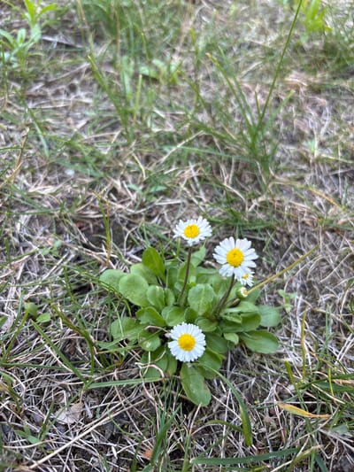 This is a close-up, eye-level, outdoor photograph of a small cluster of daisies growing in dry grass. The scene is likely in a natural or semi-natural environment, given the presence of grass and low-lying vegetation. The daisies are the primary subjects, with several white-petaled flowers with yellow centers in various stages of bloom, including one bud. The flowers are positioned towards the right side of the frame. The ground cover is a mix of green grass and dry, straw-like blades, suggesting a relatively dry condition or possibly late spring/summer. The lighting appears to be natural daylight, possibly overcast or diffused, as there are no strong shadows. The focus is sharp on the daisies, while the surrounding grass is slightly blurred, creating a shallow depth of field. No people, text, or specific structures are visible. The overall impression is one of a peaceful, natural detail observed in situ. The location context indicates this scene is from Červená Píska, Czechia.