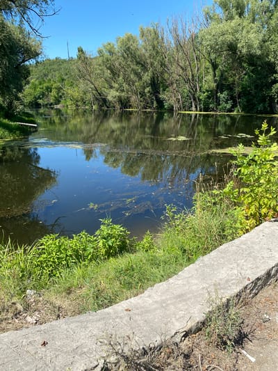 The image depicts a tranquil river scene on a sunny day, likely in or near Doroshivka, Ukraine. The river's surface is dark and reflective, mirroring the lush green trees and the clear blue sky. The water is dotted with aquatic vegetation, suggesting a calm and natural environment. The riverbank on the right is lined with a concrete structure, possibly a pathway or embankment, with dry grass and small plants growing around it. On the left side of the river, dense green foliage and trees create a natural boundary, with a small wooden structure extending slightly into the water. The background features a verdant hillside covered with trees, and a tall communication tower is visible on the crest of the hill. The overall impression is one of a peaceful, natural landscape, potentially a popular spot for recreation or enjoying nature.