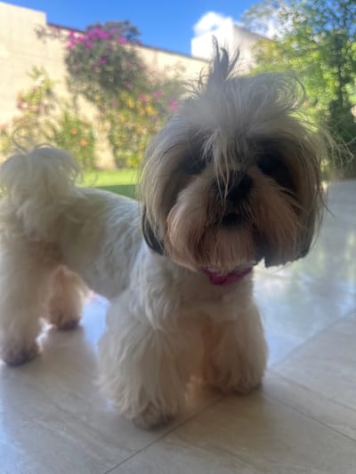 A small, fluffy, white and brown Shih Tzu-type dog stands indoors. Its long hair obscures its eyes, and it wears a pink collar. Outside the window behind the dog, there are trees, flowers, and a blue sky. The dog is standing on a light-colored surface. The photo is taken from a low angle, making the dog appear larger in proportion to the background.