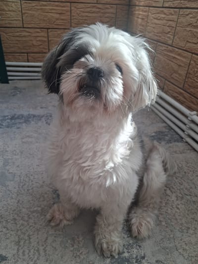 A Shih Tzu dog sits on a textured floor in front of a brick wall. The dog has white and gray fur and is looking directly at the camera. To the right of the dog are several white pipes. The setting appears to be outdoors, possibly a patio or balcony, in Fălticeni, Romania.