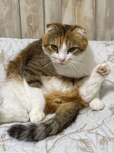 A calico cat is lying on its back on a white quilted blanket with a floral pattern. The cat has patches of white, brown, and black fur, and its eyes are green. One of its front paws is raised in the air. The cat appears relaxed and comfortable. To the left of the cat, there is a wooden wall with horizontal planks. The lighting suggests it is daytime, and the setting appears to be indoors, possibly in a home in Столбище, Russia. There is no visible text in the image.