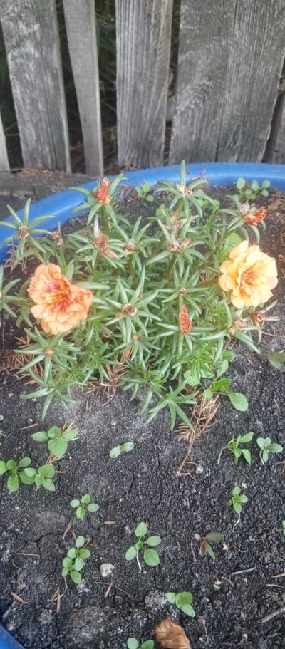 This image shows a close-up view of several flowering plants, likely Portulaca grandiflora, in a blue planter. The flowers are a vibrant orange and yellow, with multiple layers of petals. Some of the flowers are fully open, while others are still buds or have dried seed heads. The plants have thick, succulent green leaves and are growing in dark soil. In the foreground, several small, green seedlings are emerging from the soil.
Behind the planter, a weathered wooden fence can be seen, with vertical planks that are gray and rough in texture. The fence suggests an outdoor setting. The lighting appears natural, indicating it could be daytime. The overall scene is one of a garden or outdoor space, with a focus on the delicate beauty of the flowers and new growth. There is no visible text in the image.
