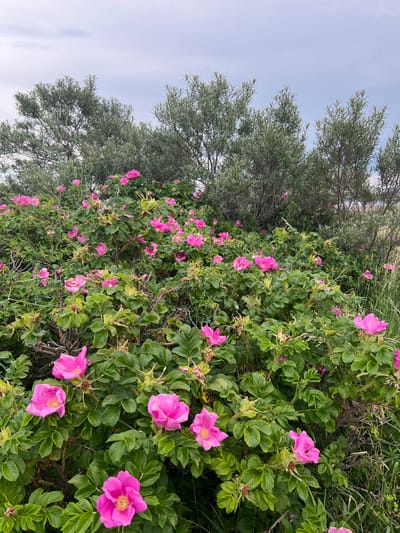 The image shows a dense thicket of rosehip bushes with vibrant pink flowers blooming. The bushes are a mix of green foliage and thorny branches, with some rosehips also visible. In the background, there are taller, leafy green trees with a grey, overcast sky above. The scene appears to be outdoors, possibly in a natural or semi-wild setting. There are no people or animals visible in the image. The environment is characterized by lush vegetation under a cloudy sky.
