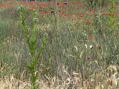 The image shows a field of red poppies and other wildflowers, with a tall green thistle plant in the foreground. The field is lush and overgrown, with a variety of grasses and weeds. The poppies are the dominant color, their bright red petals contrasting with the green foliage. There are also some white and yellow wildflowers scattered throughout the field. The thistle plant is in the center of the image, its spiky leaves and buds reaching towards the sky. The background is a blur of red and green, suggesting a vast expanse of flowers. The scene appears to be in a natural setting, likely a meadow or a field on the outskirts of Belo Pole, Bulgaria. The lighting is soft and natural, indicating it was taken during the daytime.