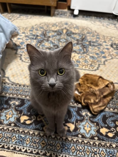 A gray domestic long-haired cat sits upright on an ornate patterned rug, directly facing the camera. The cat possesses bright yellow-green eyes with dilated pupils, a dark nose, and visible whiskers. Its fur is a consistent medium gray. The rug beneath the cat features a traditional, possibly oriental, design with intricate patterns in shades of cream, light blue, dark blue, and tan. To the right of the cat, a crumpled, textured brown fabric object lies on the rug. In the blurred background to the left, a light blue fabric item is visible. Further back, indistinct household items, including a light-colored wooden furniture piece and a white appliance, are visible. The scene is set indoors within a residential environment in Yasynivka, Ukraine.