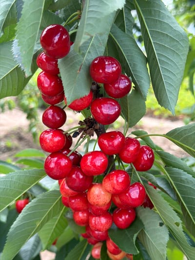This is a close-up, eye-level, vertical, outdoor shot of a cluster of ripe, red cherries hanging from a branch with green leaves. The cherries are plump and glossy, with some showing slight variations in color, ranging from deep red to a lighter, blush tone. The leaves are vibrant green and provide a natural backdrop. The background is softly blurred, suggesting a natural, possibly agricultural, setting. The image was taken in Selanovtsi, Bulgaria.
