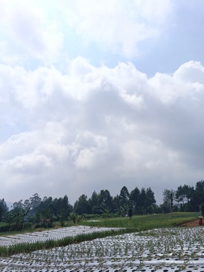 The image displays an agricultural landscape located in Nam Sa Lat, Myanmar. The upper two-thirds of the frame features a bright, partly cloudy sky, dominated by large, white to light-gray cumulus clouds with visible patches of light blue sky. A distinct horizon line is formed by a dense band of mixed trees, including conifers and broadleaf types, stretching across the midground. Distant, hazy hills are discernible behind the trees on the far left. The foreground comprises an expansive cultivated field covered with white plastic mulch sheeting laid in numerous parallel rows. Small green plants, consistent with young crops, emerge from circular cutouts in the mulch. To the far right of the foreground, a single individual, dressed in a reddish-orange garment and a wide-brimmed hat, is partially visible, standing within a section of greener, unmulched land.