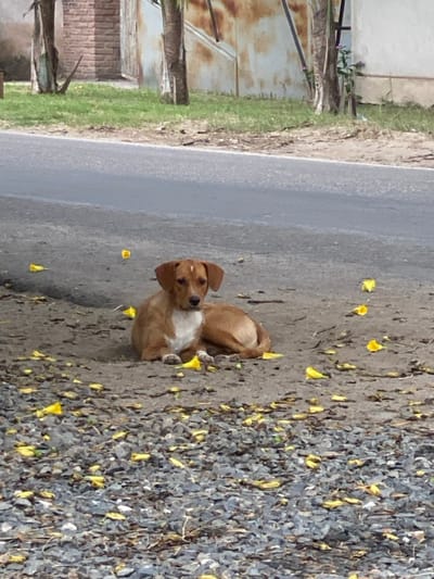 A light brown and white dog rests on a dirt and gravel area with yellow flower petals scattered around. The dog is positioned between the gravel and a gray asphalt road. In the background, there is a weathered building with visible brick and corrugated metal. The overall scene appears to be outdoors on a sunny day.