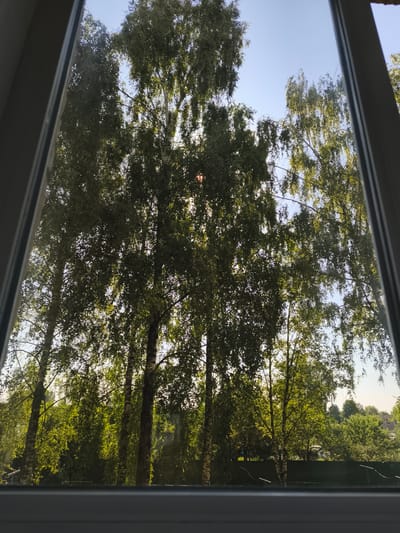 The image shows a view through a window with dark gray frames on the left and right, and a lighter gray sill at the bottom. Outside the window, a stand of tall birch trees with green leaves and white, mottled bark is visible against a clear blue sky. Sunlight filters through the leaves, creating dappled lighting. In the background, a dense line of green foliage forms a barrier, with hints of buildings and structures beyond. The scene appears to be set in a suburban or semi-rural area, with the characteristic architectural style of Rahachow, Belarus suggested by the presence of birch trees and fencing often found in the region. No people or specific actions are depicted in the image.