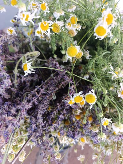 A close-up shot captures a bouquet of dried flowers, primarily chamomiles with their white petals and yellow centers, interspersed with dried lavender. The chamomiles appear slightly wilted, with some petals curled. The lavender is a deep purple hue. The bouquet is arranged loosely, with stems and green foliage visible. The background is softly blurred, suggesting an indoor setting or a shallow depth of field. The lighting is natural and diffused. There are no people or animals present in the image. The scene appears to be set in Ivanovks, Russia.