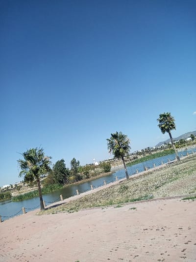 The scene depicts a sunlit outdoor environment in La Venta, Mexico, under a clear, cloudless blue sky. The immediate foreground is an expanse of reddish-brown interlocking pavers, exhibiting scattered dirt and sparse green vegetation. This paved area slopes gently downward toward a body of water, identified as a pond or lake, which traverses the middle ground horizontally.
Along the near bank of the water, a barrier is visible, constructed from light-colored, stout posts connected by dark chains. Three distinct palm trees, each with green fronds, are positioned at intervals along this bank. Beyond the water, the distant bank is densely covered with green trees and shrubs. Further in the background, several white buildings are discernible, with one prominent white structure featuring a dome-like base and a pointed top standing out. Low hills are visible on the distant right horizon. No individuals or active interactions are present within the frame.