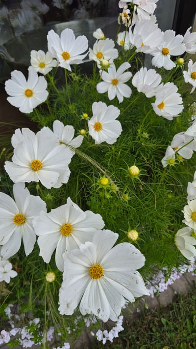 In Stukmaņi, Latvia, a cluster of white cosmos flowers with yellow centers is in full bloom, set against a backdrop of lush green foliage and grass. The flowers, some fully open and others budding, display delicate white petals. The foreground is adorned with smaller, pale pink flowers scattered across the ground. The image captures a serene natural scene, with the vibrant white and yellow of the cosmos flowers contrasting with the deep green of the surrounding plants.