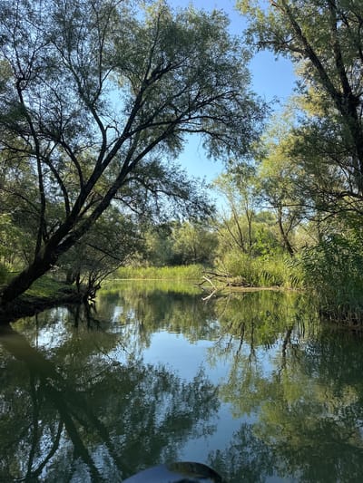 The image depicts a tranquil natural scene along the Skadar Lake, specifically within the village of Cerovi Pod, Montenegro. A calm, dark body of water, likely a channel or inlet of the lake, reflects the surrounding lush greenery and a clear blue sky. The water is flanked by dense vegetation, including tall reeds and trees with overhanging branches, some of which lean towards the water. A fallen log is partially submerged on the right bank. The overall impression is one of a serene, untouched natural environment, characteristic of the riparian ecosystems around Skadar Lake.