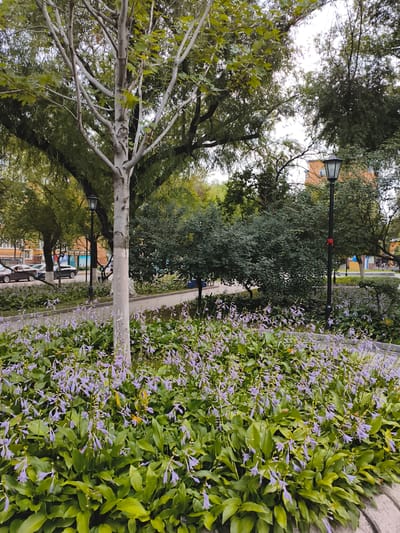 A wide shot captures a park-like setting in Jixi, China, likely on a cloudy day. In the foreground, a dense patch of lush green hosta plants is dotted with delicate purple flowers. A prominent tree with a light-colored, textured trunk stands just behind the hostas, its branches reaching upwards and adorned with green leaves. Beyond the trees, a paved walkway borders the park, and on the other side of the walkway, cars are parked alongside a building. A traditional black lamppost with a rectangular lantern is visible amidst the greenery, and further back, a multi-story brick building suggests an urban environment. The overall impression is one of a well-maintained public space within a city.