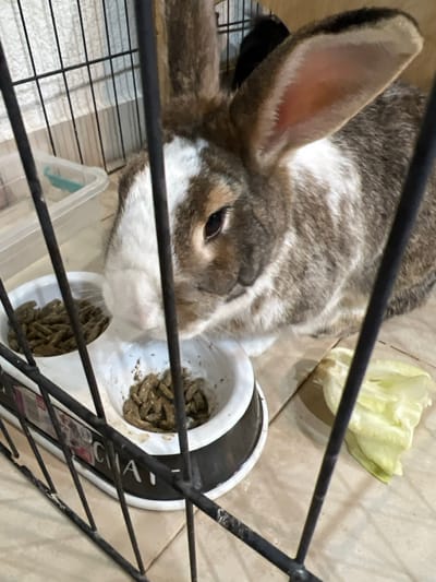 A domestic rabbit is observed inside a black metal wire cage, with the cage bars partially obstructing the view. The rabbit features a white blaze on its face, transitioning to a mottled brown, grey, and white fur pattern on its body and long, upright ears. Its dark eyes are visible. The rabbit is positioned near a white double-compartment feeding bowl. The left bowl contains a quantity of olive-green, pellet-shaped dry food, and the right bowl contains a smaller amount of the same food. To the immediate right of the bowls, a light green lettuce leaf rests on the tiled floor. The floor consists of light-colored square tiles. A clear plastic container with a light blue base is visible in the background to the left. The scene is situated in Alfey Menashe, Palestinian Territory. The rabbit's head is oriented towards the right food bowl, indicating an interaction with its feed.