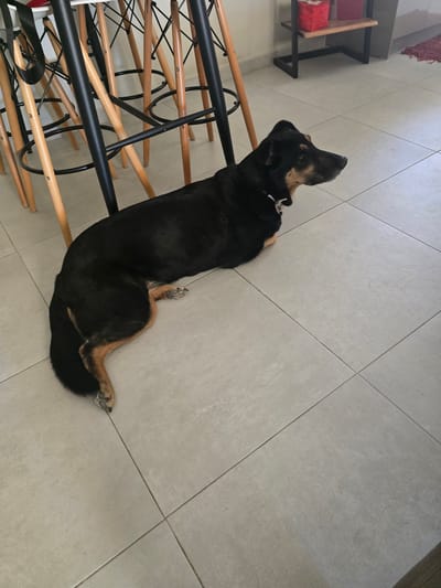 A medium-sized black and tan dog with tan markings on its face and legs is lying on a tiled floor in what appears to be a residential setting. The dog is positioned on its left side, facing to the right of the frame. Its head is turned slightly upwards, and it appears to be alert or observing something outside the frame. The dog is wearing a collar. Behind the dog, a group of wooden and black metal bar stools are clustered together, suggesting the presence of a dining or kitchen area. The floor is made of light-colored square tiles. In the background, a small shelf unit with red boxes is visible against a white wall. The scene is well-lit, indicating it is daytime. The overall impression is one of a domestic scene, likely within a home in Agii Anargiri, Greece.