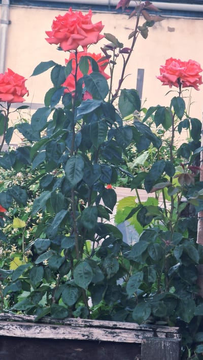 The image depicts a rose bush laden with red roses and lush green foliage. The bush appears to be climbing along a structure, possibly a fence or wall, constructed of weathered wood. A beige wall, part of a building, is visible in the background. The location is possibly within the city of Lincoln, United Kingdom. No people are visible in the scene.