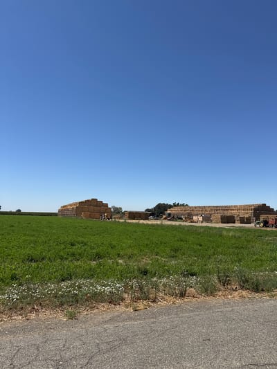 The image depicts a rural scene in Woodland, United States, on a clear, sunny day with a bright blue sky. In the foreground, a paved road borders a vibrant green field dotted with small white wildflowers. Beyond the field, large stacks of rectangular hay bales are visible. The bales are stacked in organized formations, some reaching considerable heights. In the middle ground and background, agricultural equipment, including tractors, are present near the hay stacks. The landscape is flat, with some trees and vegetation visible in the distance. The overall impression is one of agricultural activity and a vast, open environment.