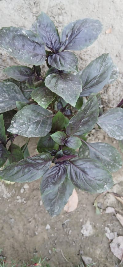 The image is a top-down shot of a plant with dark purple and green leaves, likely basil, growing in dry, sandy soil. The plant appears healthy with multiple stems and broad leaves. There are some light-colored specks, possibly dust or pollen, on the leaves. The background consists of the textured, dry ground with a few scattered small stones and dried leaves. The scene is outdoors, likely in a garden or natural setting. There are no people or animals visible in the image, and no specific landmarks or indications of the city of Andijani, Uzbekistan.