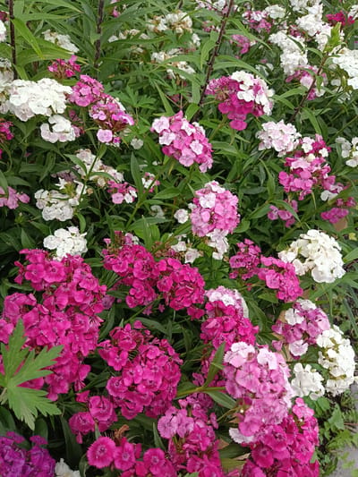 This media file is a close-up, vertical photograph of a dense bed of Sweet William flowers (Dianthus barbatus). The flowers are blooming in a variety of colors, including vibrant fuchsia, various shades of pink, and pure white. They are clustered together on green stems and foliage, creating a lush and colorful display. Some of the petals appear to have water droplets on them, suggesting recent rain or dew. The background consists of more green leaves and stems, with a hint of a path or ground at the bottom right edge of the frame. The lighting appears to be natural daylight, with soft shadows, indicating it was likely taken during the day. There is no visible text in the image. The scene evokes a sense of natural beauty and the abundance of a summer garden. The location context provided is Miasskoye, Russia.