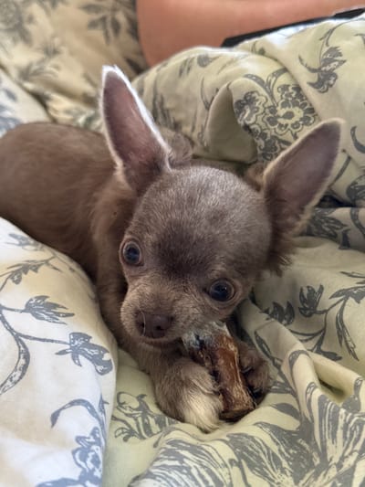 A small, light brown dog is lying on a bed with a light green patterned comforter. The dog has large, alert ears and dark, expressive eyes. It is holding a bone-shaped chew toy in its mouth and resting its front paws on it. The dog appears to be relaxed and comfortable. The comforter has a repeating pattern of stylized floral elements in a darker green or gray color. The lighting is soft and natural, suggesting an indoor setting during the day. The image is a close-up shot, focusing on the dog and its immediate surroundings. The specific location in Каштан Снт, Russia, is not discernible from the visual information provided in the image.