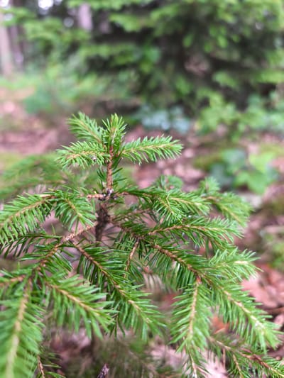 A close-up, vertical shot captures a young fir tree branch with vibrant green needles in a forest setting. The needles are sharp and pointed, arranged radially around the brown stem. The background is softly blurred, showing more fir trees and the forest floor covered with brown leaves. The lighting suggests an overcast day, casting a diffused light on the scene. No people are visible, and the environment appears natural and undisturbed. The image is focused on the texture and detail of the fir needles.