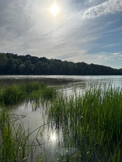 The image depicts a serene natural landscape, likely taken in Павлодарское, Kazakhstan. The scene is divided by a body of water, possibly a river or lake, that stretches across the frame. On the left side of the water, a dense, dark green forest lines the bank, creating a strong visual contrast with the sky. The sky itself is a pale blue, filled with wispy white clouds that are streaked and diffused, suggesting a bright but possibly hazy day. A prominent, bright sun is visible in the upper left portion of the sky, casting a soft glow and reflecting off the water's surface.
On the right side of the water, lush green grass grows in abundance, with blades of varying lengths and density. Some of the grass appears to be growing directly in the water, with its reflection visible beneath the surface. The water is calm, with gentle ripples that catch the sunlight, creating shimmering highlights. The overall impression is one of tranquility and natural beauty. The time of day appears to be daytime, likely mid-morning or afternoon, given the brightness of the sun and the quality of the light. There are no people or specific objects visible in the scene, and no text is present. The mood is peaceful and contemplative, evoking the quietude of nature.
