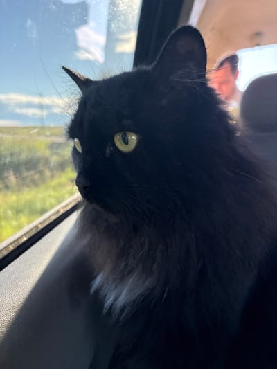 A fluffy black cat with bright yellow eyes is positioned in the foreground, looking out of a car window. The cat's fur is dark and appears soft, with some lighter grey fur visible around its chest. Through the window, a blurry green and yellow landscape stretches out under a bright sky with clouds. In the background, a person's head and shoulder, with pinkish skin illuminated by sunlight, are visible, suggesting they are in the same vehicle. The interior of the car, including a textured surface that could be a car door panel and a seat, is visible in the lower portion of the image. The scene appears to be set in the city of Ostrovskoye, Russia, based on the provided location context.