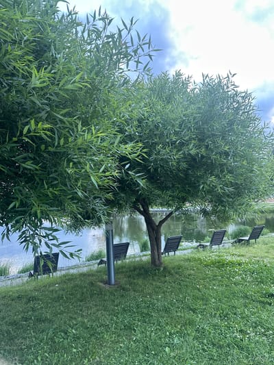 The image depicts a serene park scene with a large weeping willow tree as the central focus. The tree's branches, laden with lush green leaves, extend outward, casting a gentle shade over the surrounding area. Beneath the tree, several dark-colored benches are neatly arranged along the edge of a tranquil body of water. The water reflects the cloudy sky above and the green foliage of the trees. The ground is covered in a carpet of green grass, interspersed with small white wildflowers, suggesting a natural and well-maintained park. In the distance, across the water, more greenery and possibly some structures can be glimpsed, hinting at the park's integration within a larger urban or suburban landscape. The overall atmosphere is peaceful and inviting, ideal for relaxation and enjoying nature. This scene is situated in Votkinsk, Russia.