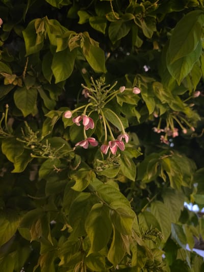 The image depicts a close-up view of green foliage with clusters of small, pink flowers. The leaves are lush and varied in shade, indicating a healthy plant. The flowers are delicate and appear to be in various stages of bloom, with some closed buds and others partially open. The background is dark, suggesting the photo was taken in low light conditions, possibly at dusk or dawn, or in a shaded area. There is no indication of people, actions, or interactions. The scene is natural and organic, focusing on the botanical elements. Without further information, it is impossible to determine the specific location within Dibba Province, Oman.