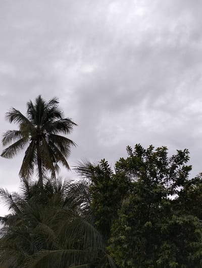 The image features a cloudy sky as the backdrop, with a tall coconut palm tree standing prominently. Its slender trunk is partly obscured by other foliage. Other trees with dense, green leaves occupy the lower right of the frame, contributing to a lush, tropical feel. The composition is a mix of natural elements, with the overcast sky creating a somewhat muted and serene atmosphere.